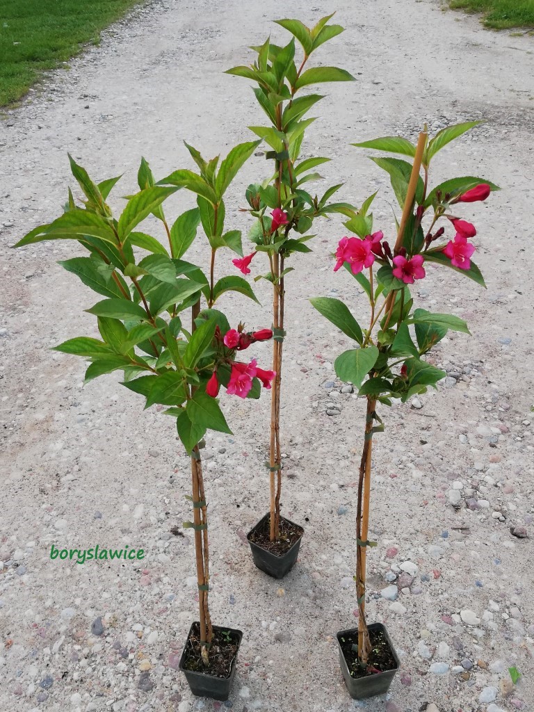 Krzewuszka Cudowna Bristol Ruby Na Pniu Weigela Szk ka Drzew I krzewuszka-cudowna-bristol-ruby-na-pniu-weigela-szk-ka-drzew-i